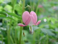 Bleeding-Heart-05-2000 Thumbnail